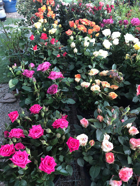 Eco Plus Venture Nursery gallery