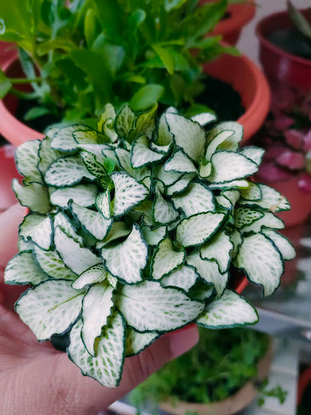 Green Heart Station gallery