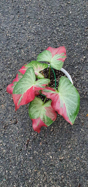 Keladi Penang gallery