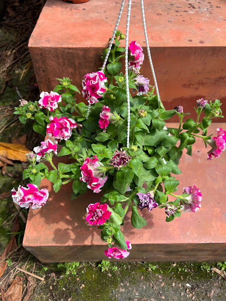 Tik Huat Nursery gallery