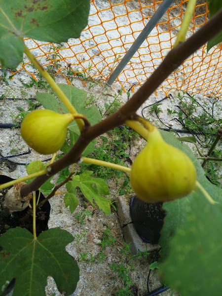 Telok Bakong Fig Garden gallery