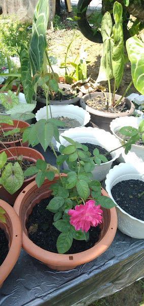 Nursery Little Kebun (PEMBORONG TANAH TANAMAN)