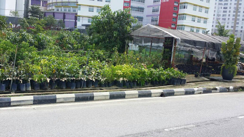 CCL Nursery Centre gallery