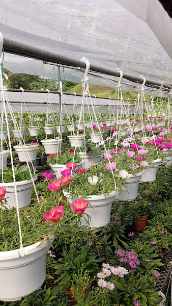 Euphoria Nursery & Trading