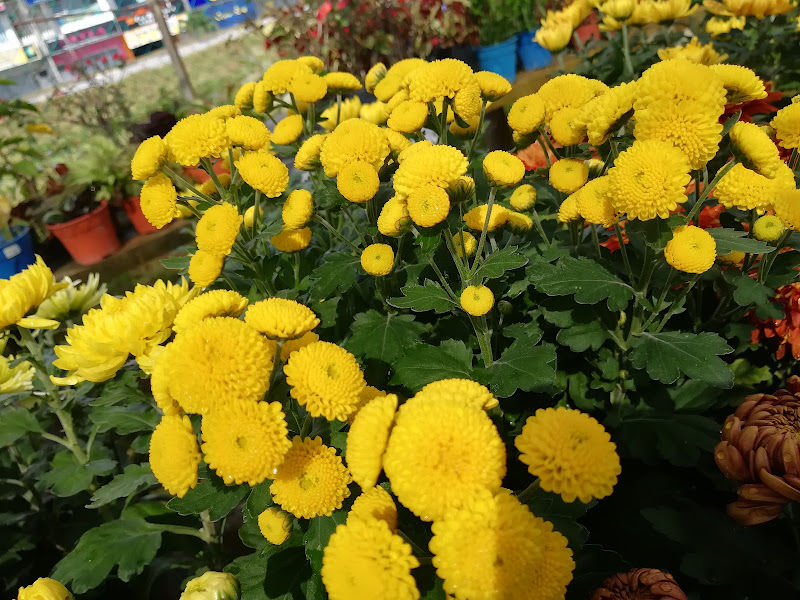 Sing Hing Huat Perniagaan Bunga (新兴发花园) gallery