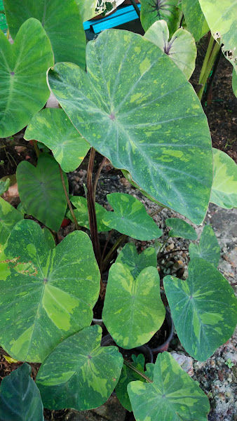 Nuur Plant House Nursery gallery