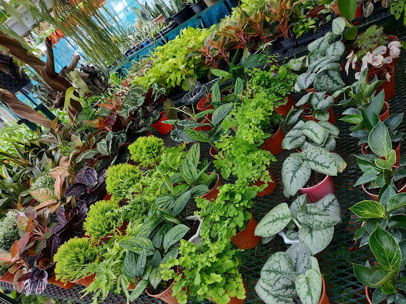 Choon Garden Nursery gallery