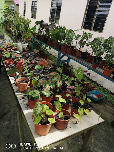 Keladi cantik gallery