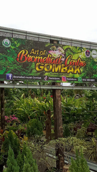 Bromeliad Murah Gombak,KL