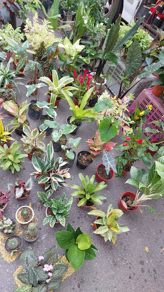 Nursery bunga salsabila gallery