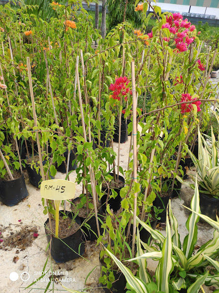 Fiveroses Enterprise gallery