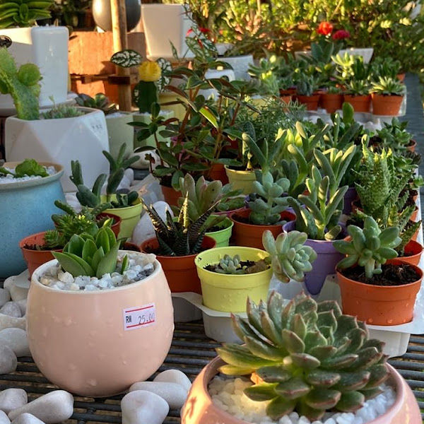 JR Eco Nursery gallery