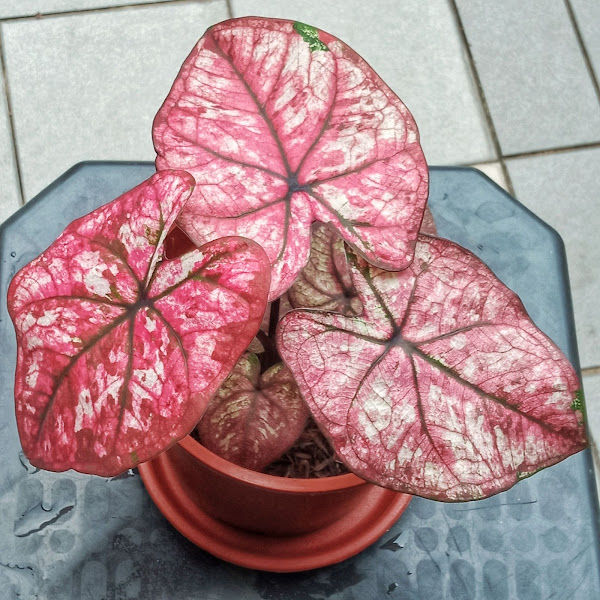 Fika Flower Landscape gallery