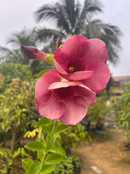 Buditunas Enterprise Nursery gallery