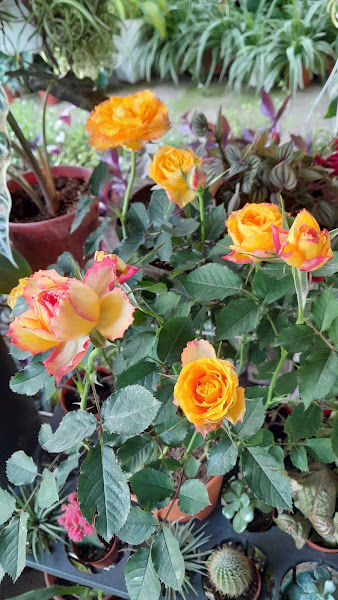 Kak Ngah Nursery gallery