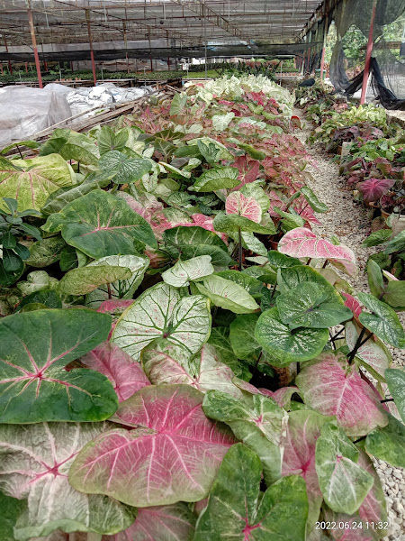 Focus Horticulture Sdn. Bhd. (Tanjung Malim Nursery) gallery