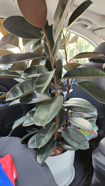 Working Bees Garden gallery