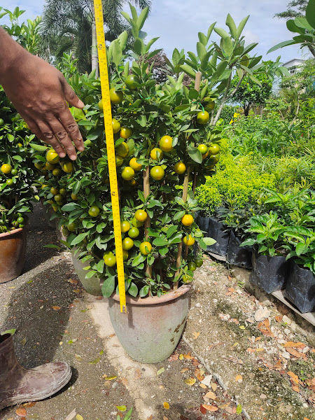 Ma garden and landscape 2