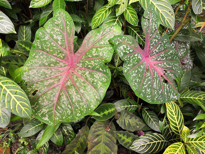 Free Tree Society Kuala Lumpur gallery