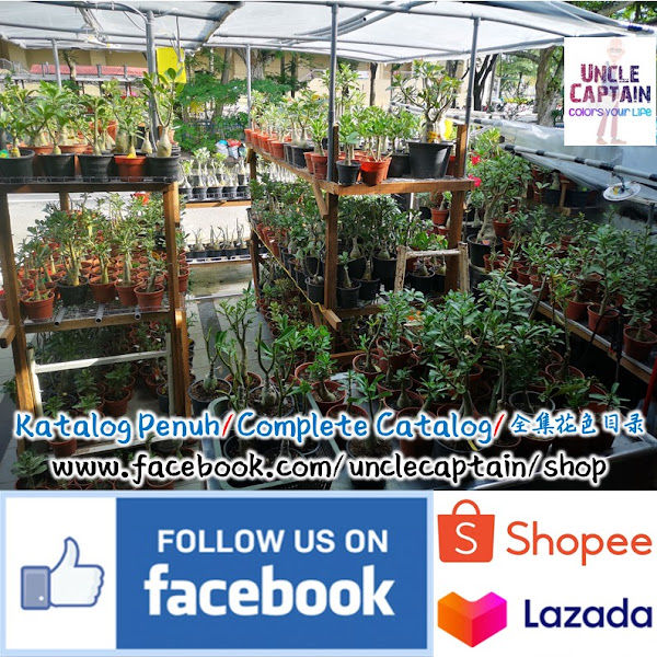 Uncle Captain gallery