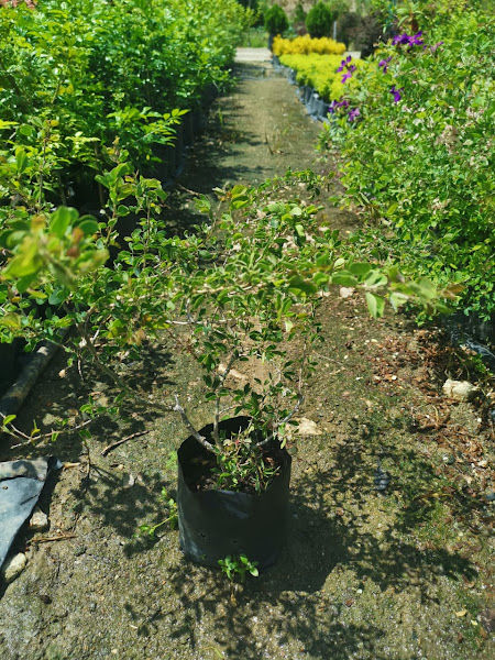 Loke Plant Nursery gallery