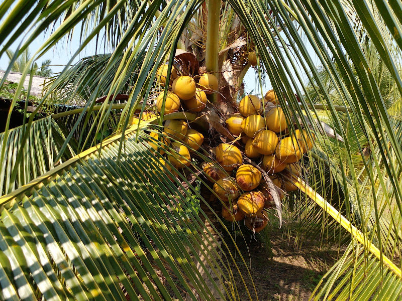 NURSERY SGG SEPANG Benih Kelapa Sgg CN16 gallery