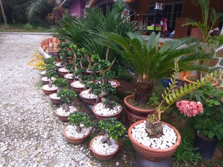 D' Laman Nursery Sekinchan gallery