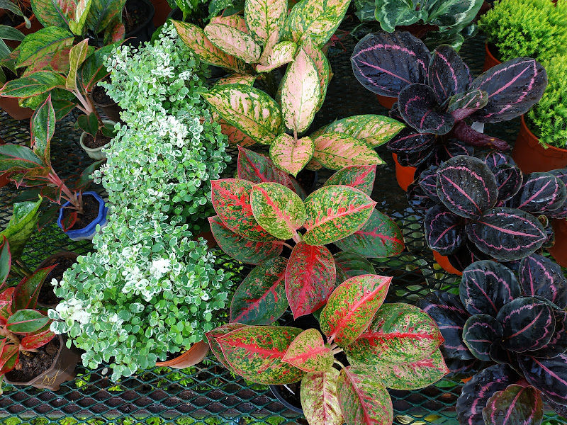 Choon Garden Nursery gallery