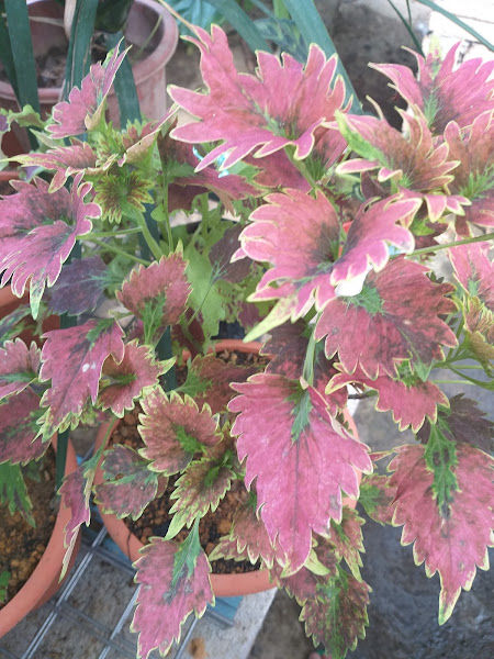 Bangi Nursery & Landscape gallery