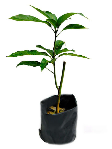 Cahaya Hijauan gallery