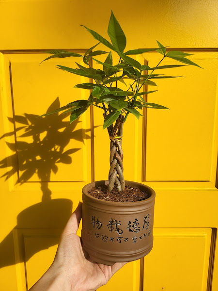 H2O Garden | Rain Tree Farm gallery