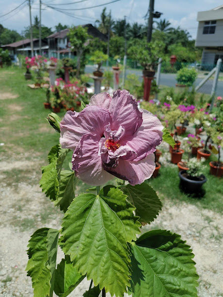 JIMMY NURSERY gallery