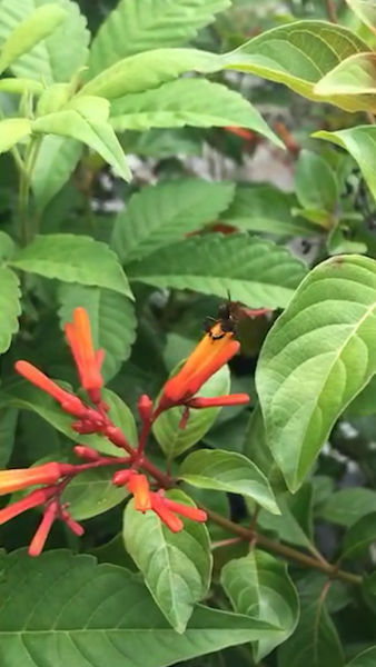 Stingless Bees Plant gallery