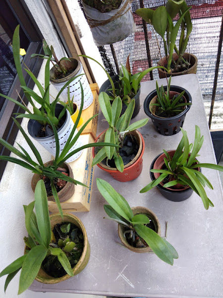 Serdang Orchid Nursery gallery