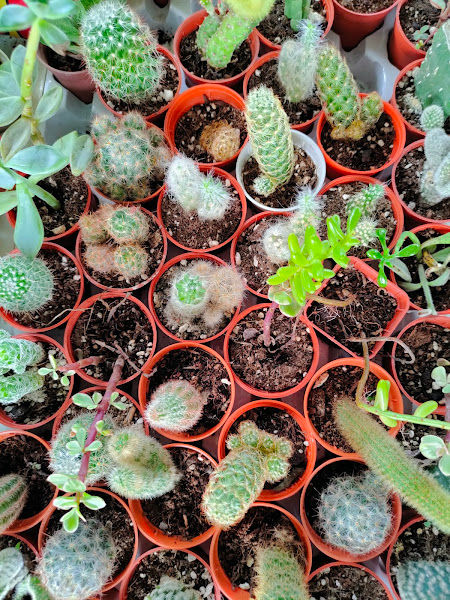 Arika Green Garden Nursery gallery