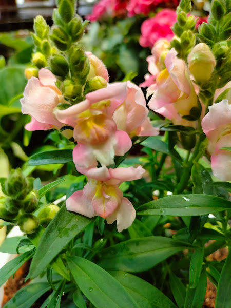 NCS Craft Garden Landscape gallery