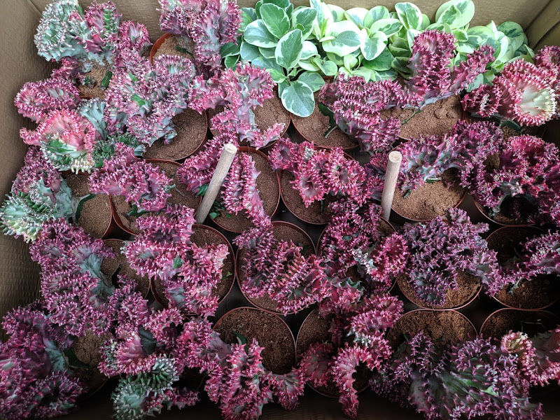 Tomoland Plant Nursery gallery