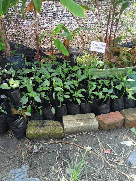 Nurseri Gugusan Manjoi gallery