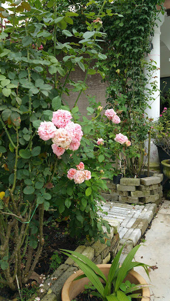 English Rose Mami Yawinscha gallery