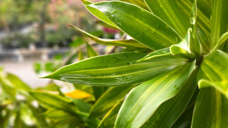 RBP Nursery Juasseh gallery