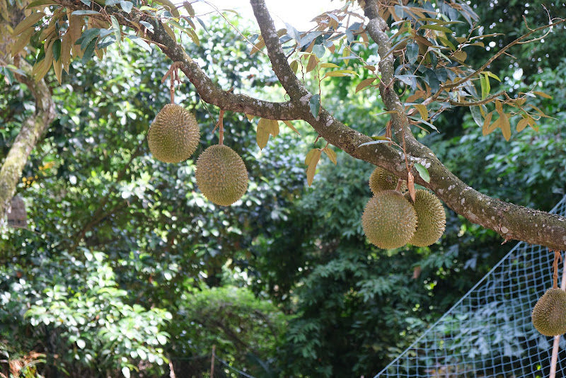 Chang Huat Choon Durian gallery