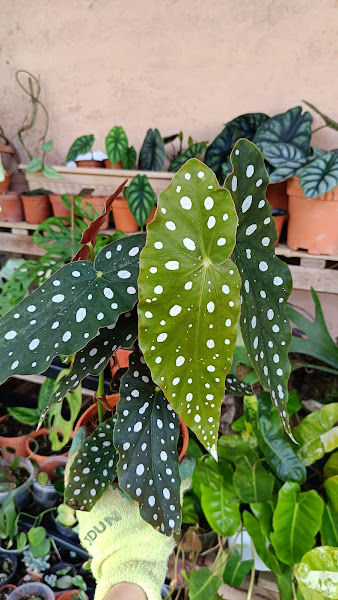 Bising Production (Indoor plant / Aroid plant nursery) gallery