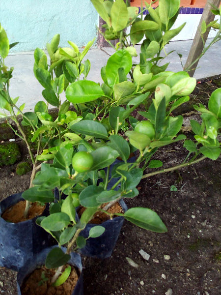 Azzland Garden And Nursery gallery