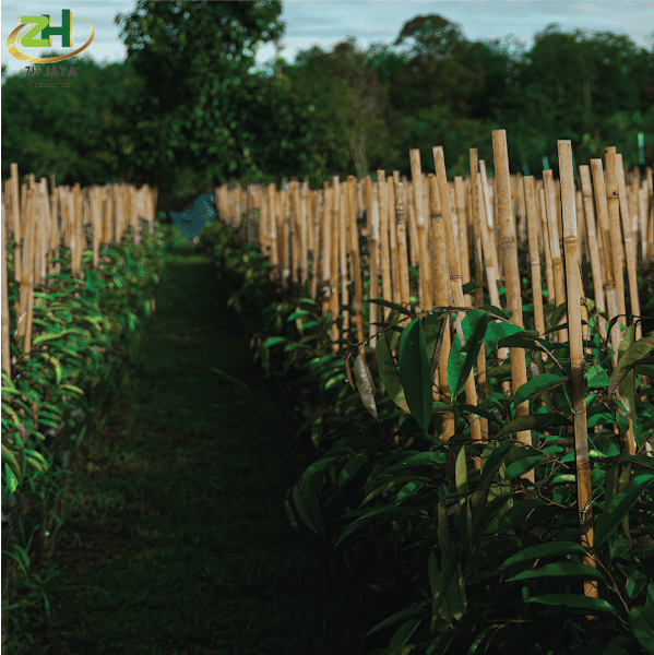 ZH JAYA NURSERY gallery