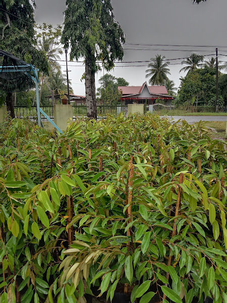 Seri Maneh Nursery gallery