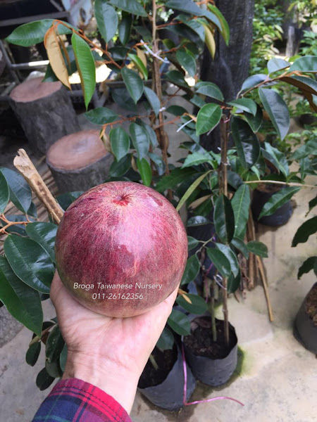 Broga Taiwanese Nursery Malaysia大马台湾黄金果苗园 gallery