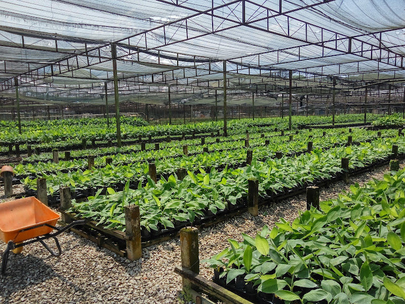 Focus Horticulture Sdn. Bhd. (Tanjung Malim Nursery) gallery