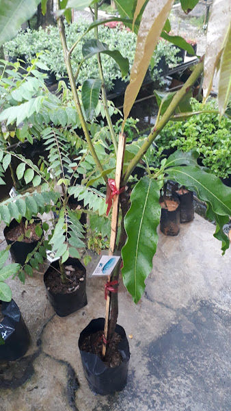 Pauline Nursery gallery