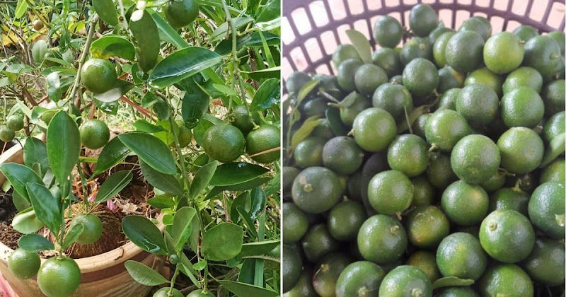 Chan Nursery _ Landscape Design & Garden Maintenance Services gallery