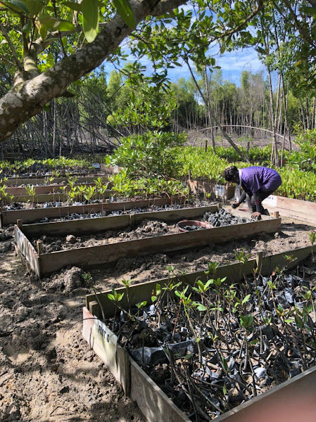 Kuala Selangor Nature Park- Community Mangrove Nursery gallery